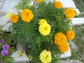 Large yellow marigolds in a vase. Royalty Free Stock Photo