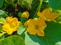 A large, yellow, open pumpkin flower on a background of green leaves Royalty Free Stock Photo