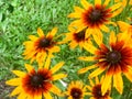 Large yellow orange flowers of rudbecki hairy with large bright juicy fresh petals tender against background Rudbeckia hirta plant Royalty Free Stock Photo