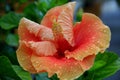 Large yellow-orange hibiscus flower close-up Royalty Free Stock Photo