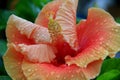 Large yellow-orange hibiscus flower with raindrops close-up Royalty Free Stock Photo