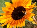 Large yellow orange sunflower bumble bee pollinating Royalty Free Stock Photo