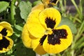 Large yellow pansy with a black eye, bed flower, flower petals, water droplets on the petals of the plant Royalty Free Stock Photo