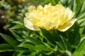Large yellow peony in the summer garden at the sunny day, close-up. Bright congratulation on the holiday. Peony bud for Royalty Free Stock Photo