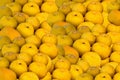 Large yellow plums summer autumn background Royalty Free Stock Photo