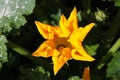 A large yellow pumpkin flower and buds among stems and carved leaves on a green background Royalty Free Stock Photo