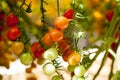 Close up yellow and red cherry tomatoes hang on trees growing in greenhouse in Israel Royalty Free Stock Photo