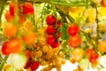 Close up yellow and red cherry tomatoes hang on trees growing in greenhouse in Israel Royalty Free Stock Photo