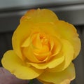 Large Yellow Rose, Single Royalty Free Stock Photo