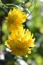 Large yellow round garden flowers