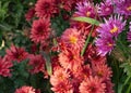 A large yellow spider weaves a cobweb in the garden against a background of pink chrysanthemums. Spider web on flowers. Royalty Free Stock Photo