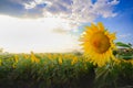 Large yellow sun flower field