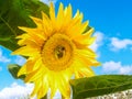 Large yellow sunflower with bumble bees pollen gathering Royalty Free Stock Photo