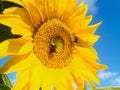 Large yellow sunflower with bumble bees pollen gathering Royalty Free Stock Photo