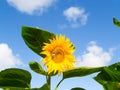 Large yellow sunflower with bumble bees pollen gathering Royalty Free Stock Photo