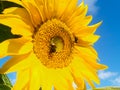 Large yellow sunflower with bumblebees pollen gathering Royalty Free Stock Photo