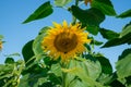 Large Yellow Sunflower in the Fall with Bees Royalty Free Stock Photo