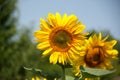 Large yellow sunflower on a field against a blue sky. Bright sunny day. Summer background. Royalty Free Stock Photo