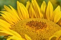 Large Yellow Sunflower in Field