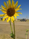 Large yellow sunflower in full bloom Royalty Free Stock Photo