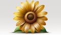 a large yellow sunflower with green leaves on a white background with a gray back ground and a light gray back ground with a Royalty Free Stock Photo