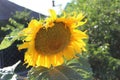 A large yellow sunflower grew in the garden.