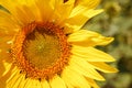 Large yellow sunflower head with a round center and long petals. Horizontal frame, Royalty Free Stock Photo