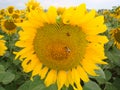 Golden sunflower with ladybug and bee.