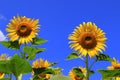 Large yellow sunflowers flowers bloomed on a farm field against the blue sky. Bees collect pollen on a hot summer day. Royalty Free Stock Photo