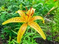 A large yellow tiger lily flower is in the garden Royalty Free Stock Photo