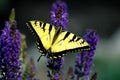 Large Yellow Tiger Swallowtail Butterfly Royalty Free Stock Photo