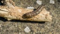 Large Yellow Underwing moth caterpillar Noctua Pronuba sitting on dry wood. Close-up of big brown caterpillar.