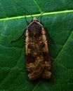 Large yellow underwing moth, Noctua pronuba