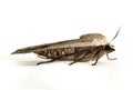 Yellow Underwing Moth Royalty Free Stock Photo