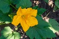 Large yellow zucchini flower Royalty Free Stock Photo