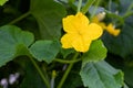 A large yellow zucchini flower in the garden. Flowering of vegetable crops, growing cucumber, pumpkin in the garden Royalty Free Stock Photo