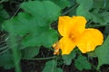 A large yellow zucchini flower in the garden. Flowering of vegetable crops, growing cucumber, pumpkin in the garden. Seedling, Royalty Free Stock Photo