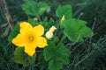 A large yellow zucchini flower in the garden. Flowering of vegetable crops, growing cucumber, pumpkin in the garden. Seedling, Royalty Free Stock Photo