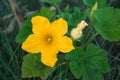 A large yellow zucchini flower in the garden. Flowering of vegetable crops, growing cucumber, pumpkin in the garden. Seedling, Royalty Free Stock Photo