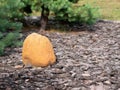 A large, yellowish rock is partially buried in a bed of mulch, with a pine tree in background Royalty Free Stock Photo