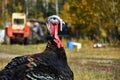 Large Young Turkey Bird Royalty Free Stock Photo