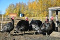 Large Young Turkey Bird Royalty Free Stock Photo