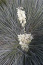 Yucca Plant in bloom