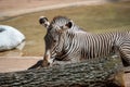 Large zebra laying in a zoo habitat