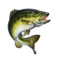 Larged bass jumps out of water isolate realistic illustration. Royalty Free Stock Photo