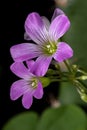 Largeflower Pink-Sorrel