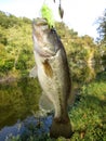 Largemouth Bass