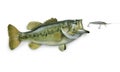 Largemouth bass chasing lure on white Royalty Free Stock Photo