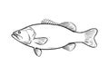 Largemouth bass doodle, hand drawn vector illustration of a largemouth bass game fish in black and white Royalty Free Stock Photo