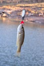 Largemouth Bass fish Royalty Free Stock Photo